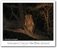 Verreaux's Eagle-Owl - Bubo lacteus