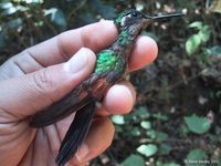 Garnet-throated Hummingbird - Lamprolaima rhami