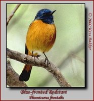 Blue-fronted Redstart - Phoenicurus frontalis