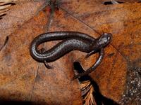 : Batrachoseps luciae; Santa Lucia Mountains Slender Salamander