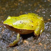 : Plethodontohyla notosticta; Ground Rain Frog