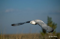 : Falco rusticolus; Gyrfalcon