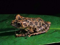 : Spinomantis peraccae; Peracca's Treefrog