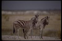 : Equus burchelli antiquorum; Chapman's Zebra