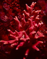 : Allopora californica; California Hydocoral