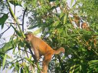 Rhesus Macaque (Macaca mulatta) 2004. december 19. Panbari Forest