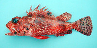 Scorpaena angolensis, Angola rockfish: fisheries