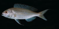 Nemipterus randalli, Randall's threadfin bream: fisheries