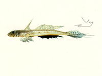 Callionymus meridionalis, :