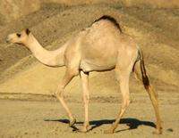 Image of: Camelus dromedarius (dromedary)