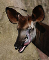 Image of: Okapia johnstoni (okapi)