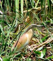 Image of: Ardeola ralloides (squacco heron)