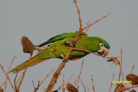 Red-shouldered Macaw - Diopsittaca nobilis