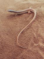Lacertid Nucras tessellata Kalahari Active midday Eats scorpions