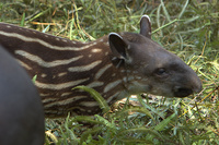 : Tapirus terrestris; Tapir (young)