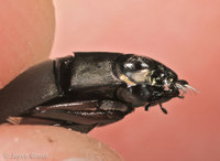 : Dineutus assimilis; Wirligig Beetle