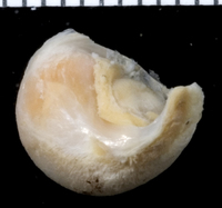 : Magilus sp.