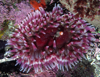 : Urticina coriacea; Stubby Rose Anemone