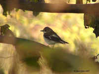 A female European Pied Flycatcher, a migrant photographed during the Sept 07