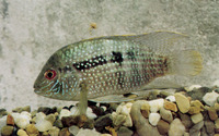 Aequidens pulcher, Blue acara: fisheries, aquarium