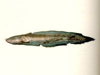 Euristhmus lepturus, Long-tailed catfish: