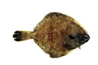 Pleuronichthys cornutus, Ridged-eye flounder: fisheries