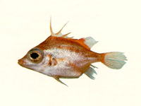 Triacanthodes ethiops, Shortsnout spikefish: