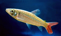 Chalceus macrolepidotus, Pinktail chalceus: fisheries, aquarium