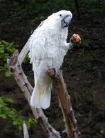 Cacatua alba - White Cockatoo
