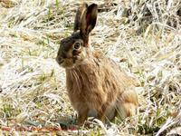 Lepus europaeus - Brown Hare
