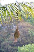 Image of: Ploceus philippinus (Baya weaver)