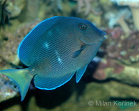 Acanthurus coeruleus - Blue Tang Surgeonfish