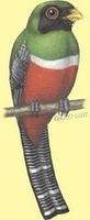 Image of: Trogon collaris (collared trogon)