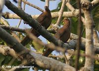 Andaman Cuckoo Dove - Macropygia rufipennis