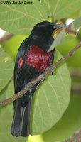 Black-and-crimson Oriole - Oriolus cruentus