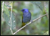 Blue-capped-Tanager-2.jpg