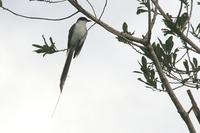 Fork-tailed  flycatcher   -   Tyrannus  savana   -