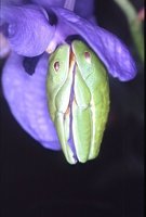 : Agalychnis callidryas; Red-eyed Tree Frog