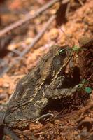 : Bufo melanochlorus; Wet Forest Toad