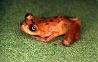 : Pristimantis lacrimosus