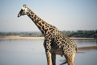 : Giraffa camelopardus thornicrofti; Thornicroft's Giraffe