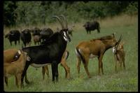 : Hippotragus niger; Sable Antelope