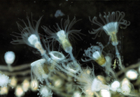 : Eucapella sp.