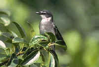 Ryukyu Minivets have been seen during FONT Japan Tours