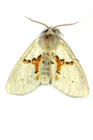 Leucodonta bicoloria - White Prominent