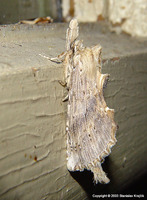 Pterostoma palpina - Pale Prominent