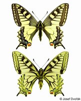 Papilio machaon - Old World Swallowtail
