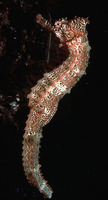 Hippocampus ingens, Pacific seahorse: fisheries, aquarium