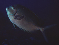 Siganus punctatus, Goldspotted spinefoot: fisheries