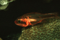 Apogon semiornatus, Oblique-banded cardinalfish: